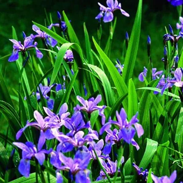 Iris versicolor 'Blue Flag Iris'