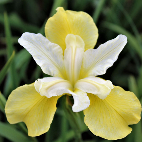 Iris sibirica 'Butter and Sugar' - 1 Gallon Pot