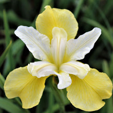 Load image into Gallery viewer, Iris sibirica &#39;Butter and Sugar&#39; - 1 Gallon Pot
