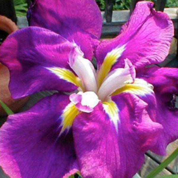Iris ensata 'Sensation' - 1 Gallon Pot