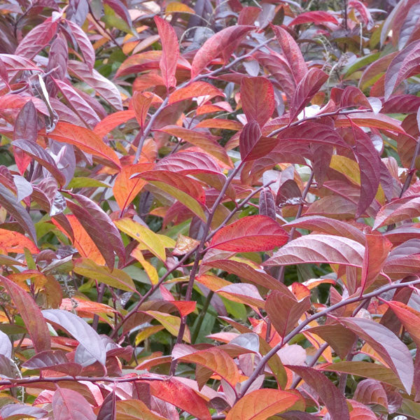 Itea 'Little Henry'® - 3 Gallon Pot