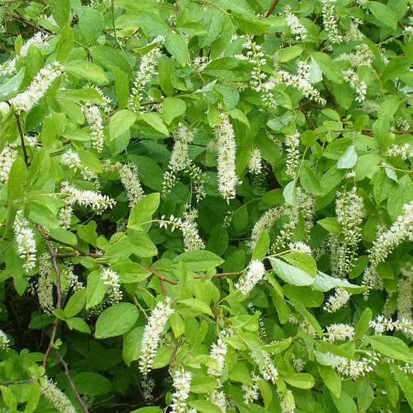 Itea 'Henry's Garnet' - 3 Gallon Pot