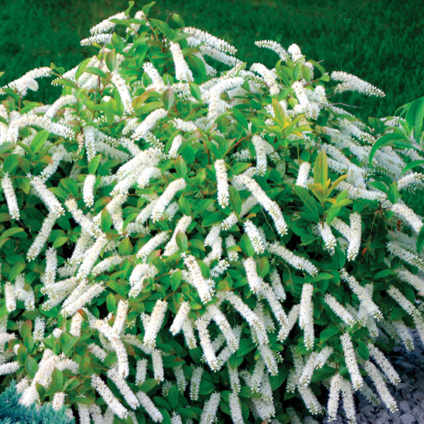 Itea 'Little Henry'® - 3 Gallon Pot