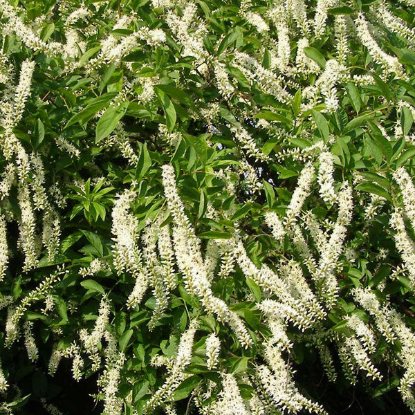 Itea 'Merlot' - 3 Gallon Pot