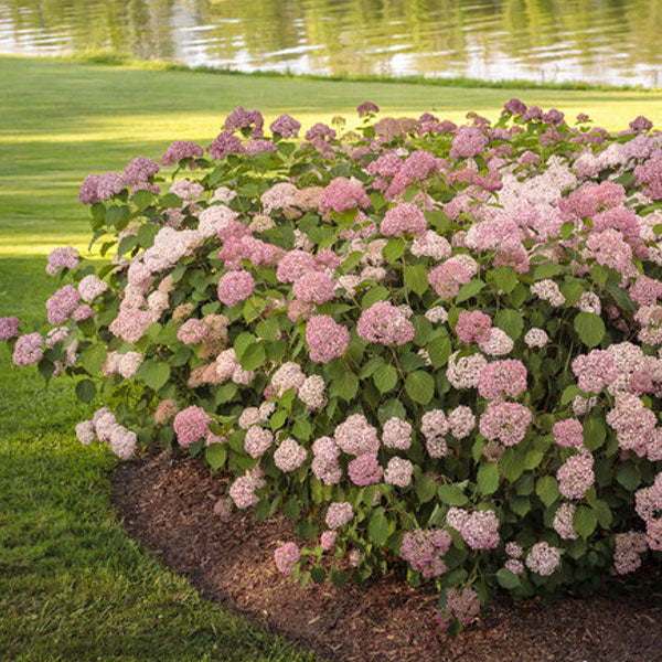 Hydrangea arborescens Invincibelle® Spirit II - 3 Gallon Pot