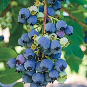 Blueberry 'Jersey Highbush' - Vaccinium corymbosum 'Jersey' - 2 Gallon Pot