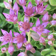 Load image into Gallery viewer, Sedum spurium &#39;John Creech&#39; - 1 Gallon Pot
