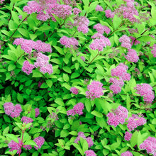 Load image into Gallery viewer, Spiraea japonica &#39;Anthony Waterer&#39; - 3 Gallon Pot
