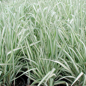 Phalaris 'Strawberries and Cream' - 2 Gallon Pot