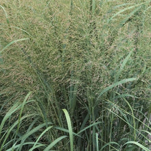 Load image into Gallery viewer, Panicum &#39;Thundercloud&#39; - Switchgrass - 3 Gallon
