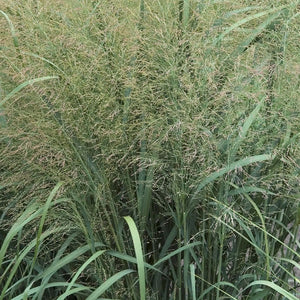 Panicum 'Thundercloud' - Switchgrass - 3 Gallon