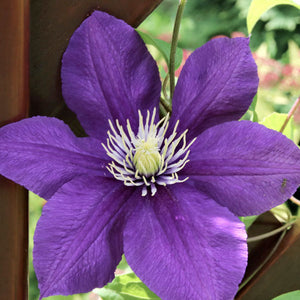 Clematis 'Jackmanii' - 3 Gallon Trellised Pot
