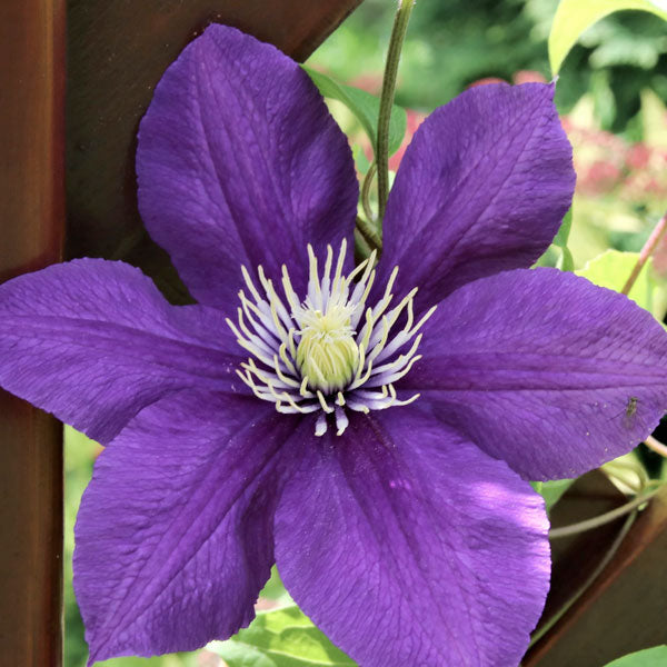 Clematis 'Jackmanii' - 3 Gallon Trellised Pot