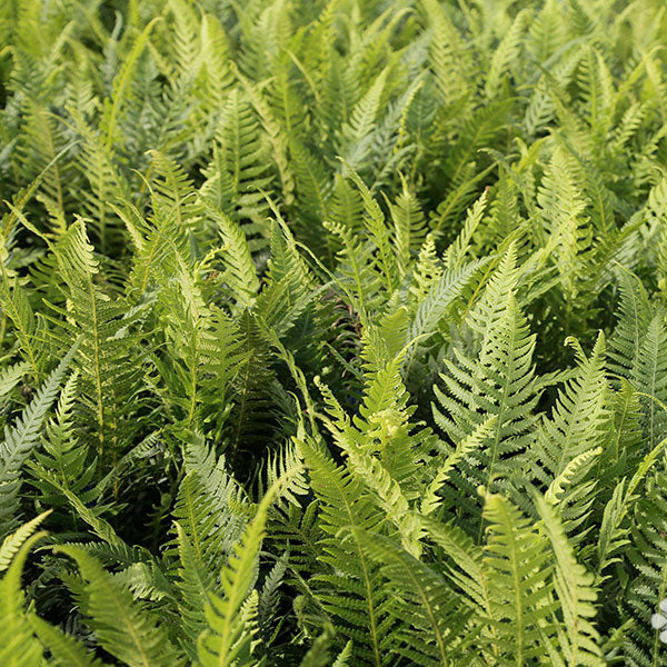 Fern Thelypteris Japanese Beech - 2 Gallon