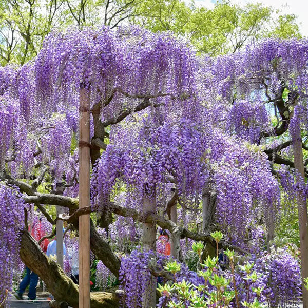Wisteria macrostachya 'Blue Moon' - 3 Gallon Pot