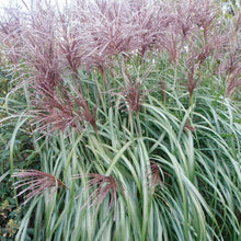Load image into Gallery viewer, Miscanthus &#39;Juli&#39; - 3 Gallon Pot
