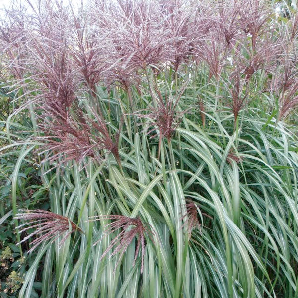 Miscanthus 'Juli' - 3 Gallon Pot