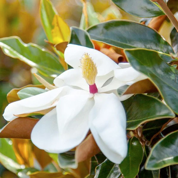 Magnolia grandiflora 'Bracken's Brown Beauty' - 15 Gallon