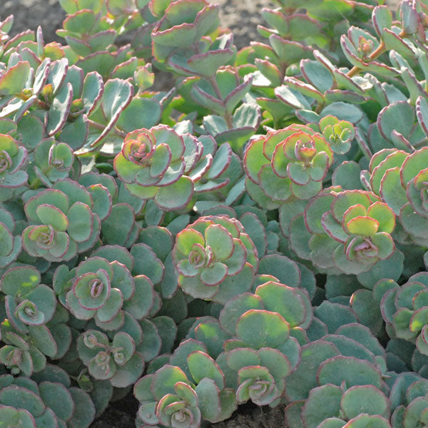Sedum sieboldii - 1 Gallon Pot
