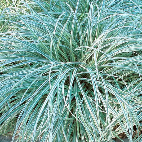Carex 'Silver Scepter' - 1 Gallon