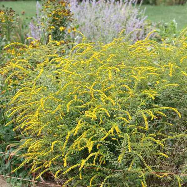 Solidago rugosa 'Fireworks'