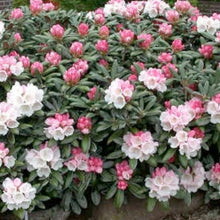 Load image into Gallery viewer, Rhododendron &#39;Yaku Princess&#39; - 3 Gallon Pot
