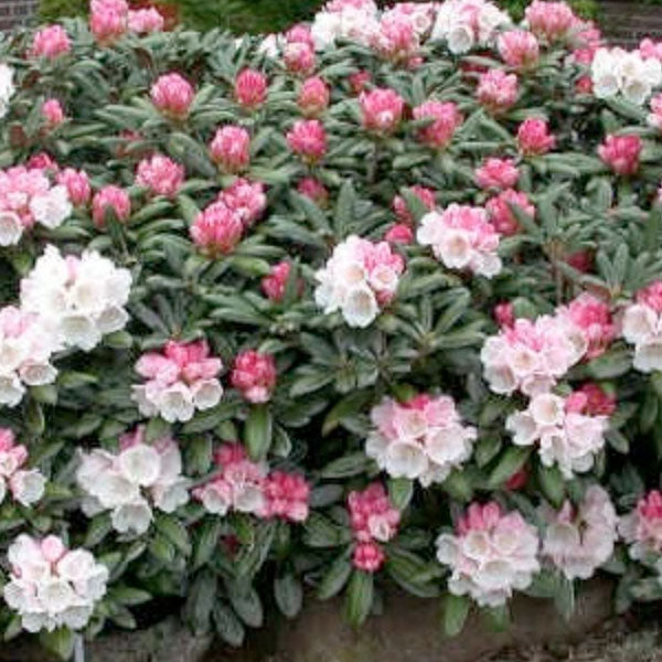 Rhododendron 'Yaku Princess' - 3 Gallon Pot