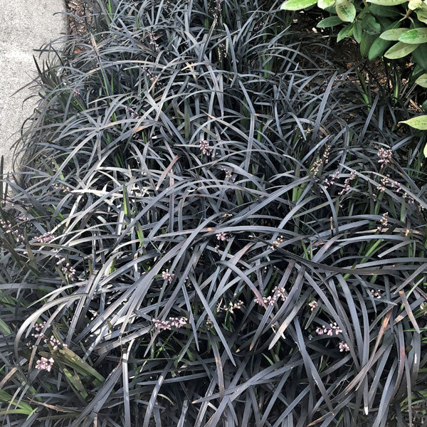 Ophiopogon planiscapus 'Nigrescens'