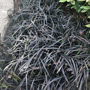 Ophiopogon planiscapus 'Nigrescens' - 1 Gallon Pot