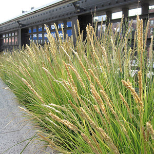 Sesleria autumnalis - 1 Gallon