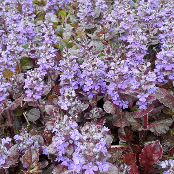 Ajuga 'Black Scallop' - 1 Gallon