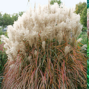 Miscanthus 'Malepartus' - 3 Gallon Pot