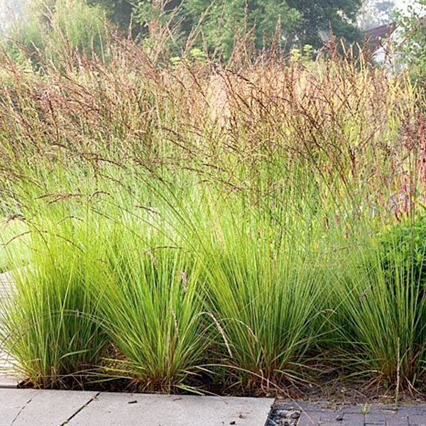 Molinia 'Edith Dudszus' - 2 Gallon Pot