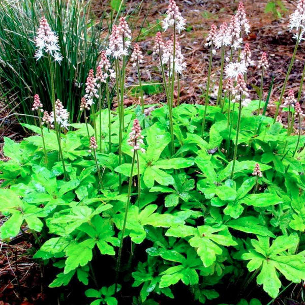 Tiarella cordifolia 'Oakleaf'