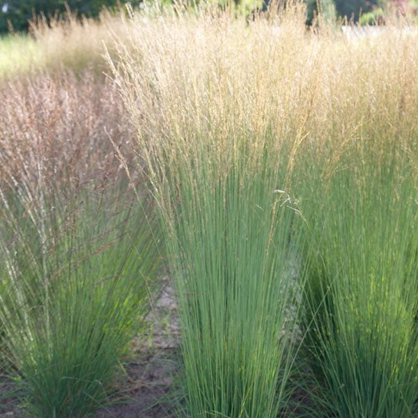 Molinia 'Heidebraut' - 2 Gallon Pot