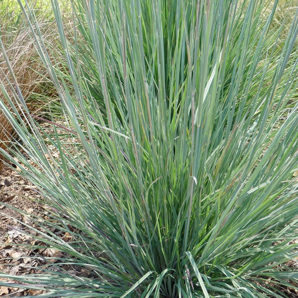 Schizachyrium scoparium