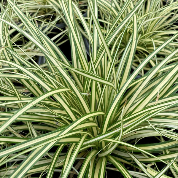 Carex oshimensis 'Evergold'