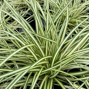 Carex 'Evergold' - 1 Gallon