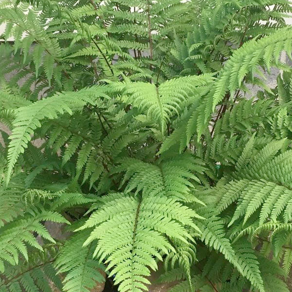 Fern - Lady in Red Fern - 2 Gallon