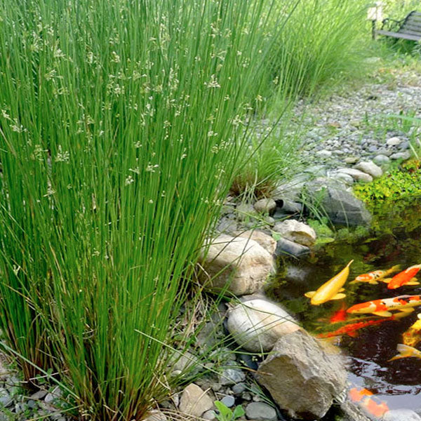 Juncus effusus - 1 Gallon