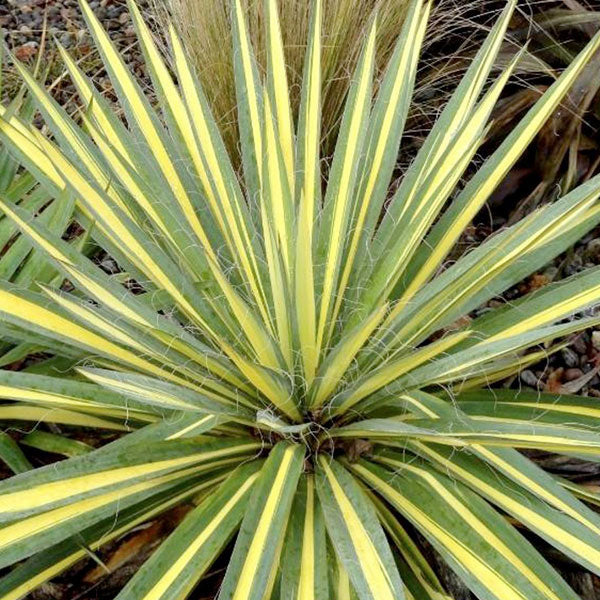Yucca 'Color Guard'