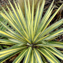Load image into Gallery viewer, Yucca &#39;Color Guard&#39;
