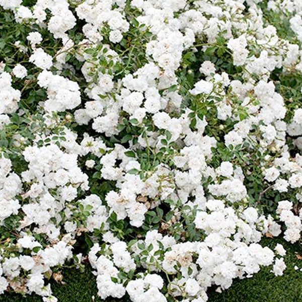 Rosa Drift 'White'