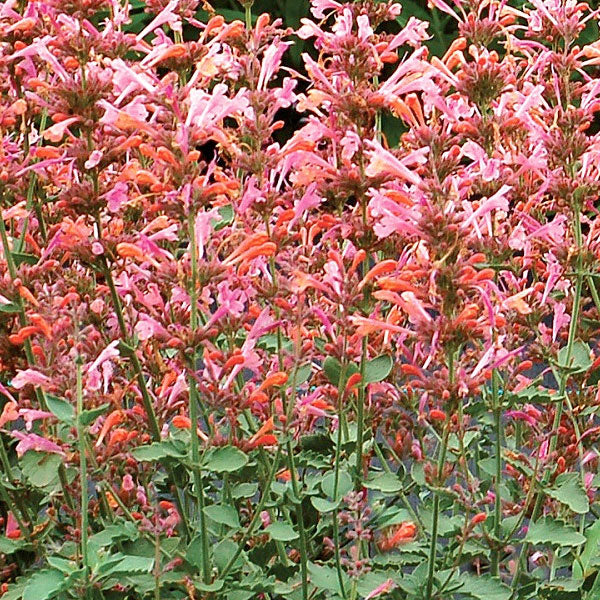 Agastache Kudos Ambrosia -Hummingbird Mint - 2 Gallon