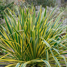 Load image into Gallery viewer, Yucca &#39;Bright Edge&#39; - 3 Gallon Pot
