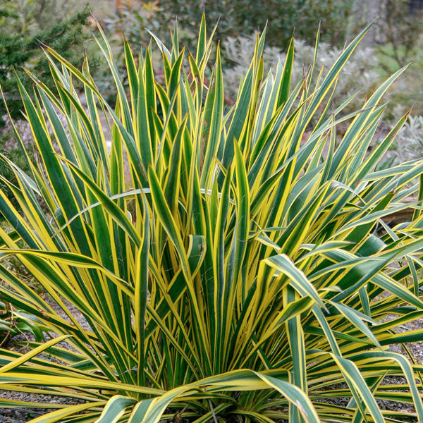 Yucca 'Bright Edge' - 3 Gallon Pot