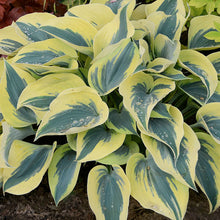 Load image into Gallery viewer, Hosta Shadowland® &#39;Autumn Frost&#39; - 2 Gallon
