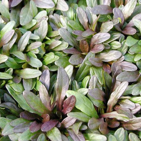 Ajuga 'Chocolate Chip' - 1 Gallon