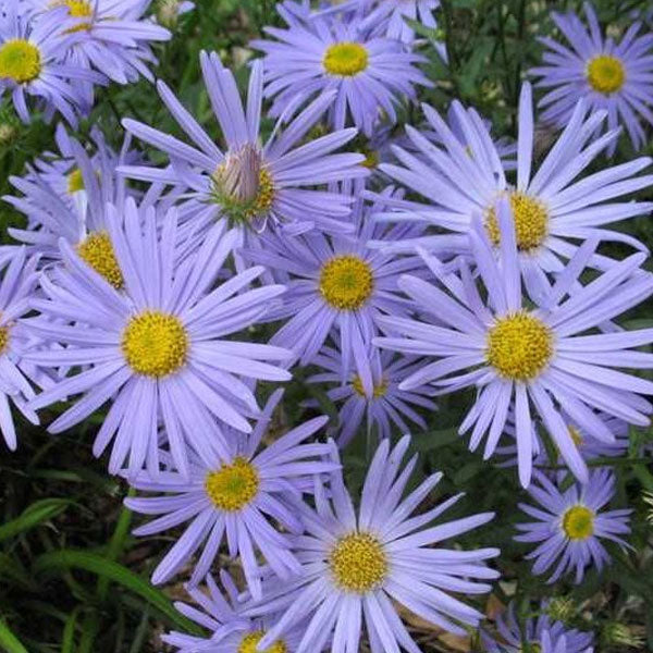 Kalimeris 'Blue Star'