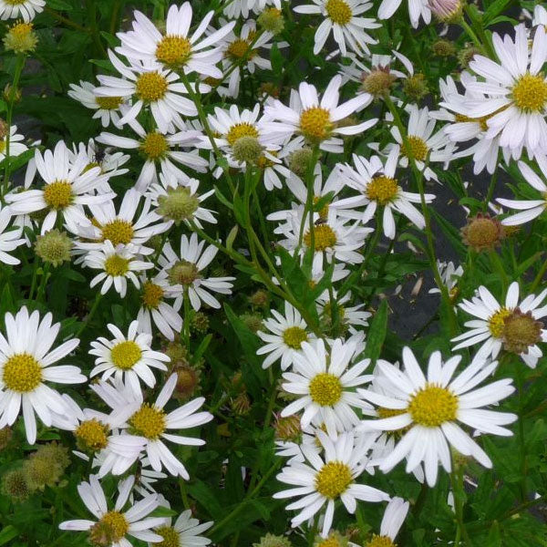 Kalimeris 'Daisy Mae' - 1 Gallon Pot